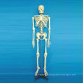 170cm Modelo de anatomia médica do esqueleto dos ossos humanos (R020102)